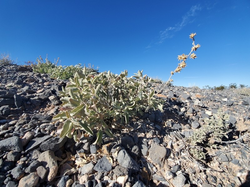 Tubercled Saltbush photo 6