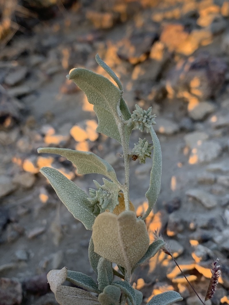 Tubercled Saltbush photo 7