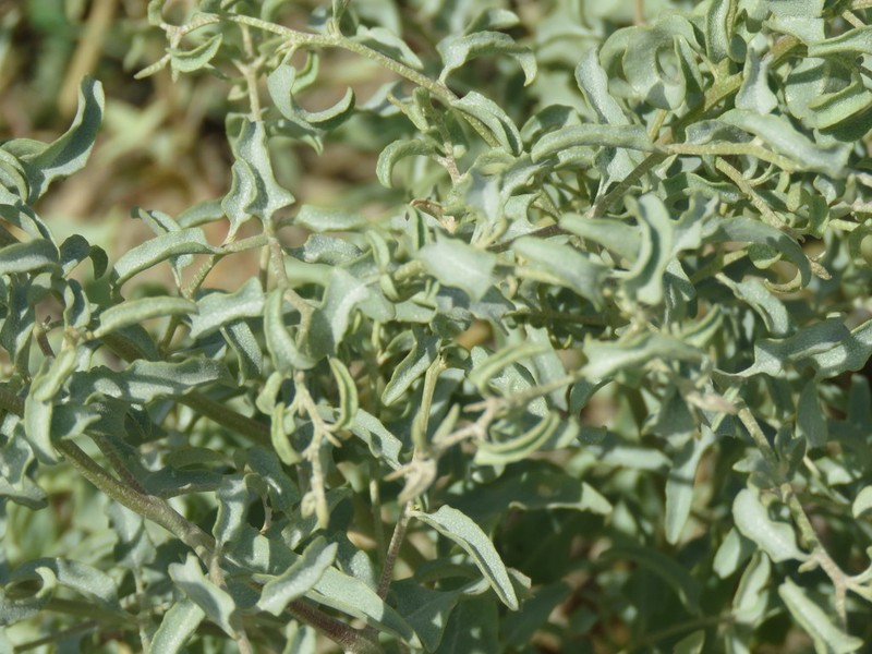 Tubercled Saltbush photo 8