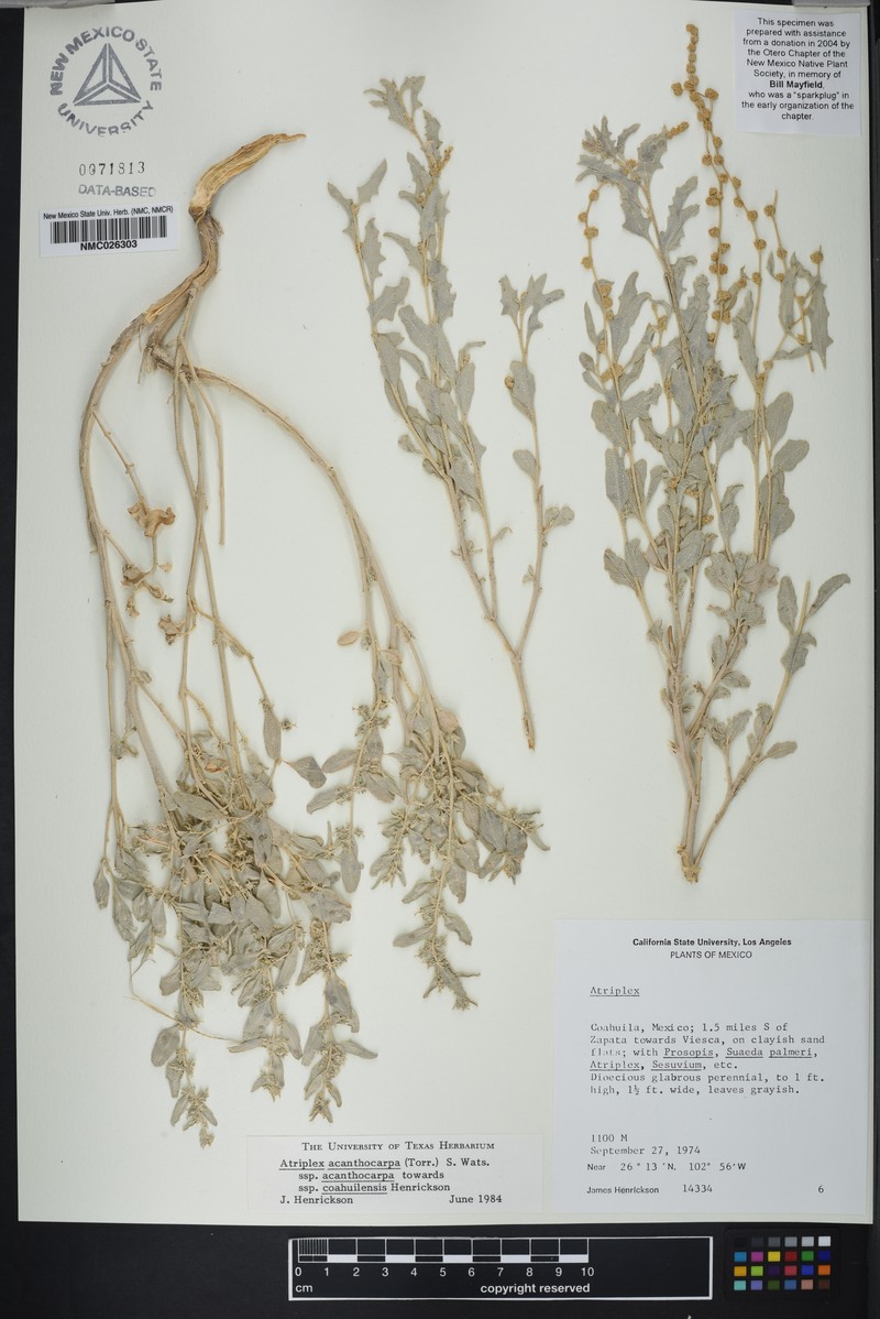 Atriplex acanthocarpa subsp. acanthocarpa photo 3