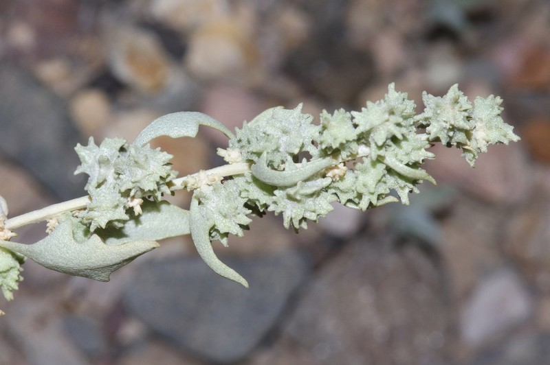 Atriplex acanthocarpa subsp. acanthocarpa