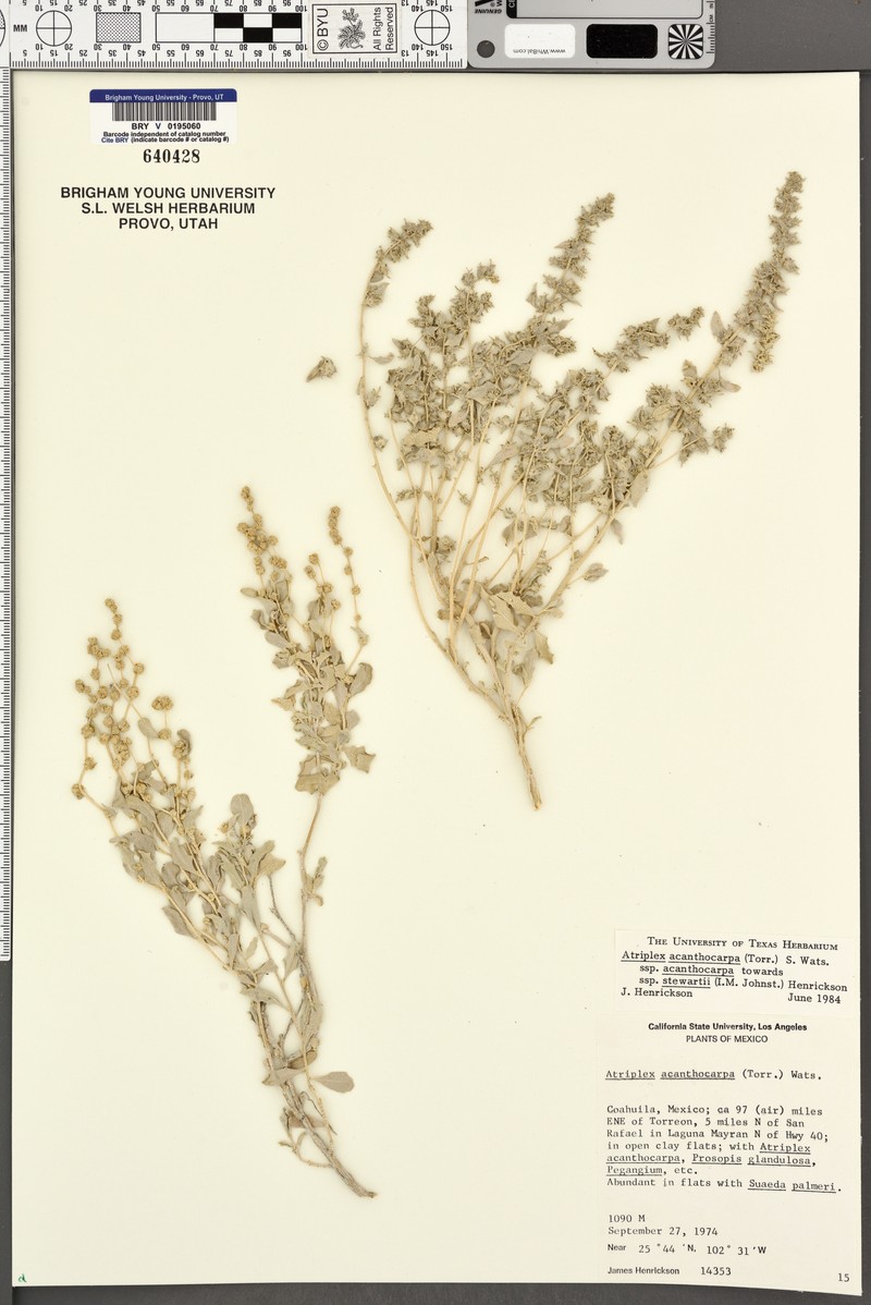 Atriplex acanthocarpa subsp. acanthocarpa photo 2
