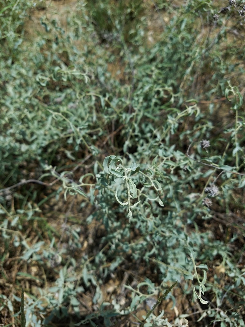 Atriplex acanthocarpa subsp. coahuilensis