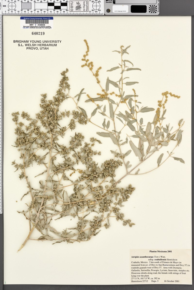 Atriplex acanthocarpa subsp. coahuilensis photo 2