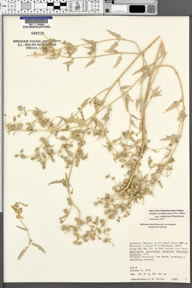 Atriplex acanthocarpa subsp. coahuilensis photo 3