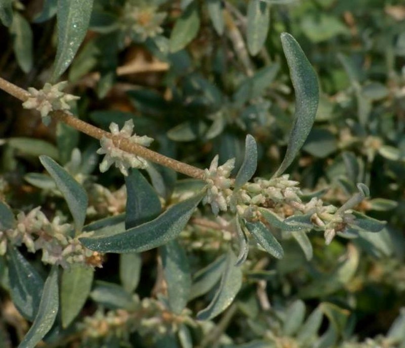 Atriplex acutibractea subsp. acutibractea