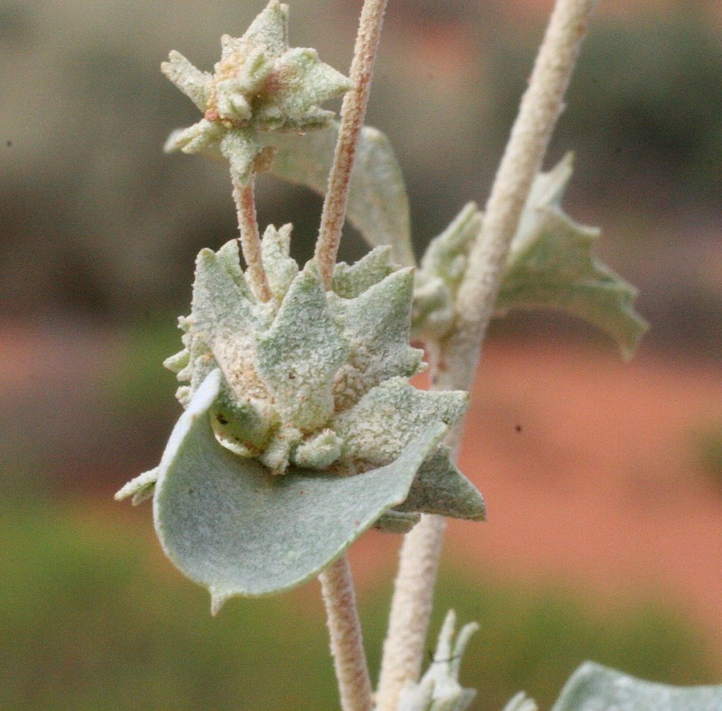 Atriplex acutibractea subsp. acutibractea photo 2