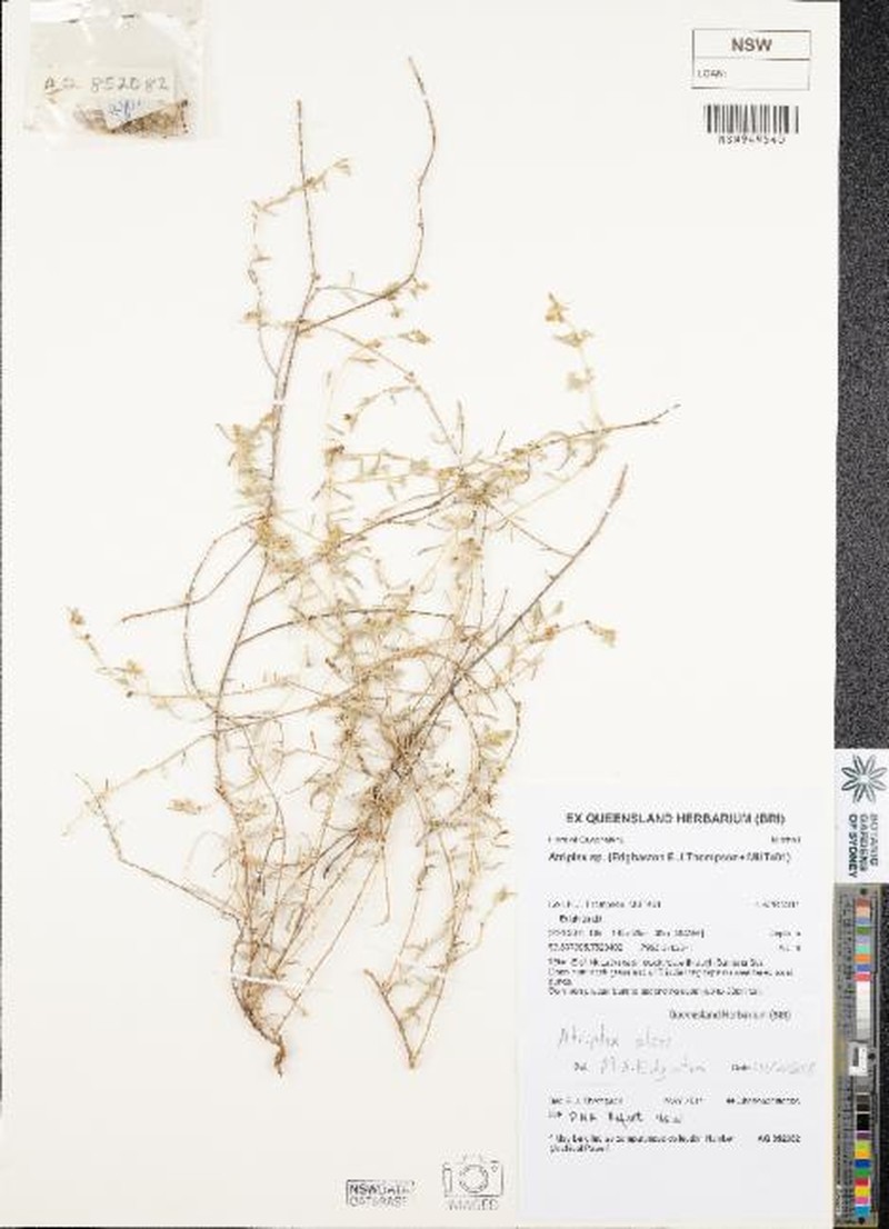 Atriplex alces