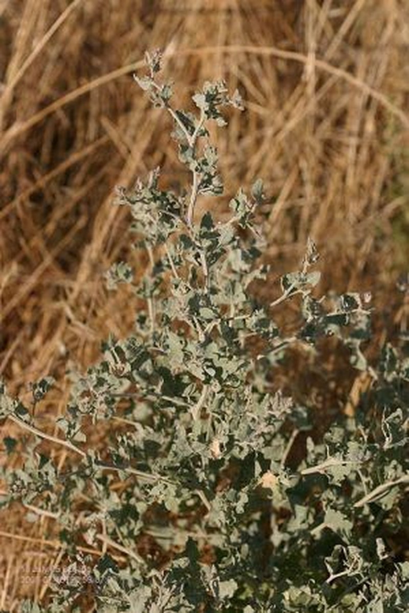 Silverscale Saltbush