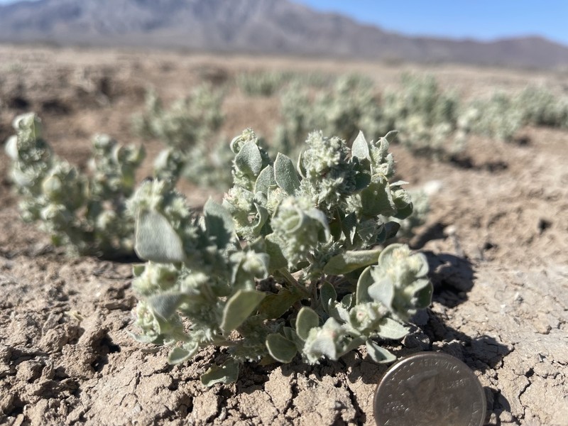 Silverscale Saltbush photo 2