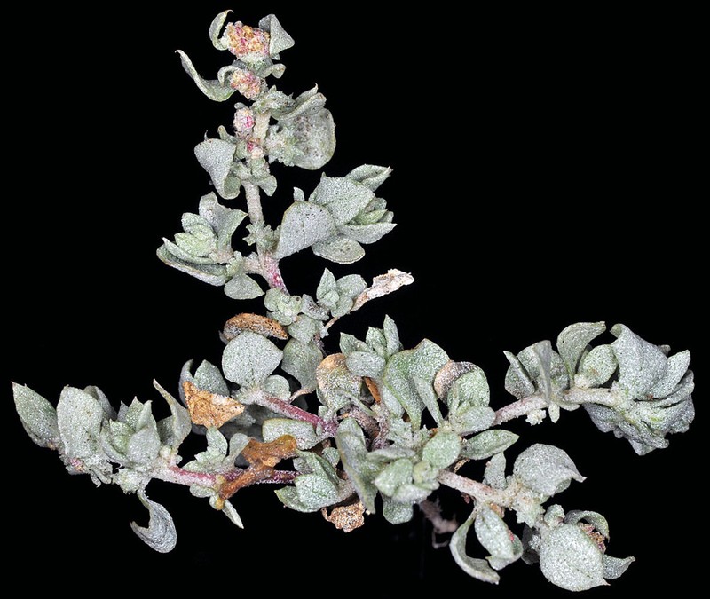 Silverscale Saltbush photo 3