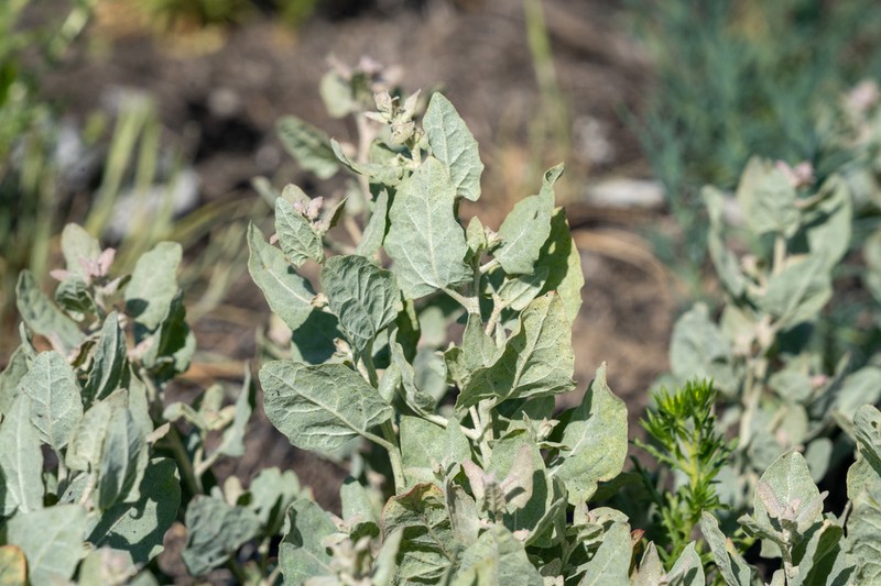 Silverscale Saltbush photo 4