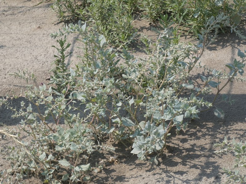 Silverscale Saltbush photo 5