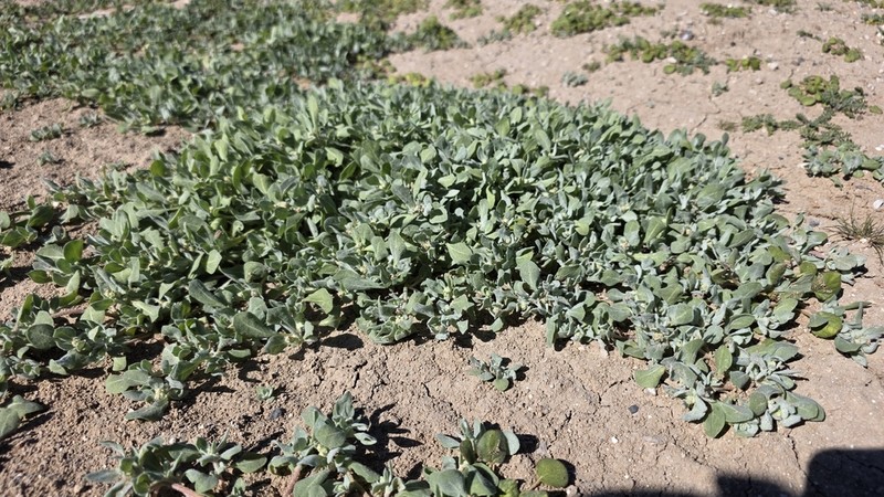 Silverscale Saltbush photo 7