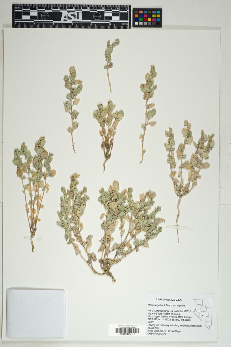 Atriplex argentea var. argentea photo 2