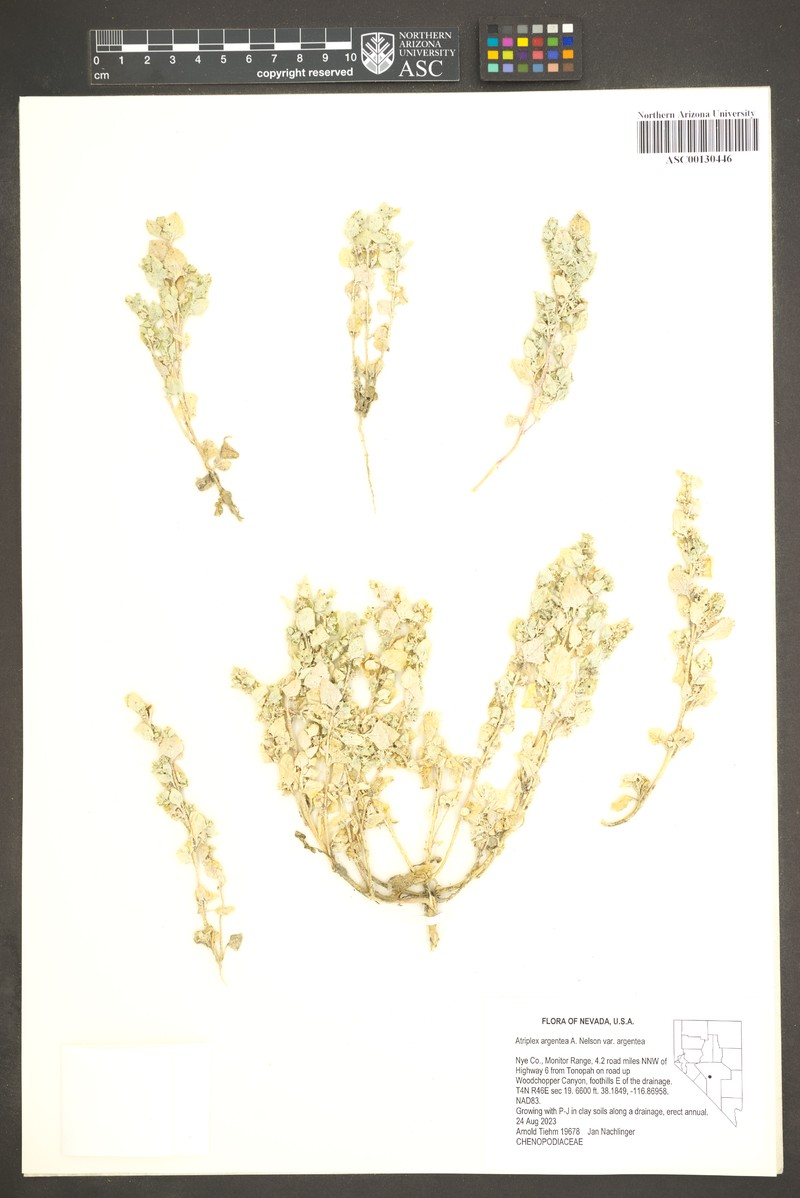 Atriplex argentea var. argentea photo 3