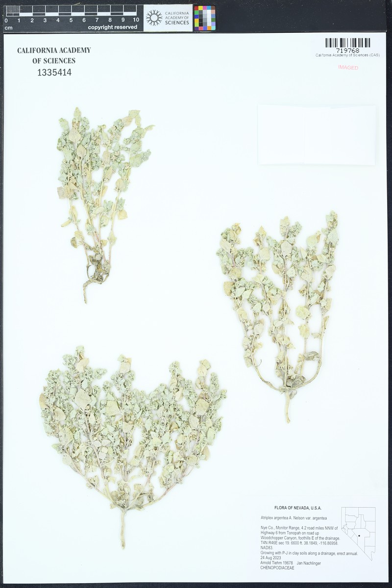 Atriplex argentea var. argentea
