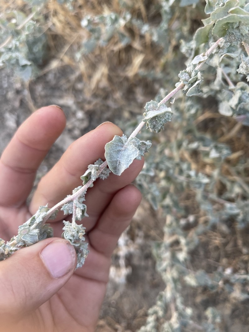 Atriplex argentea var. expansa