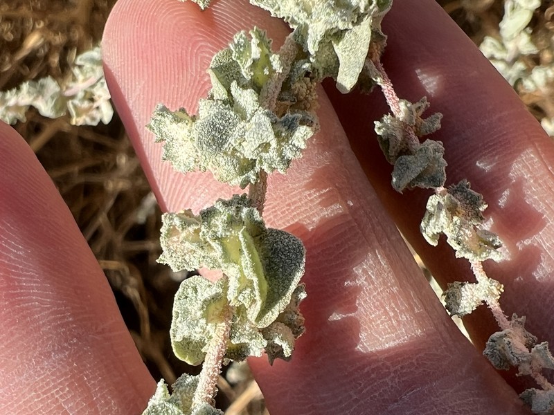 Atriplex argentea var. expansa photo 2
