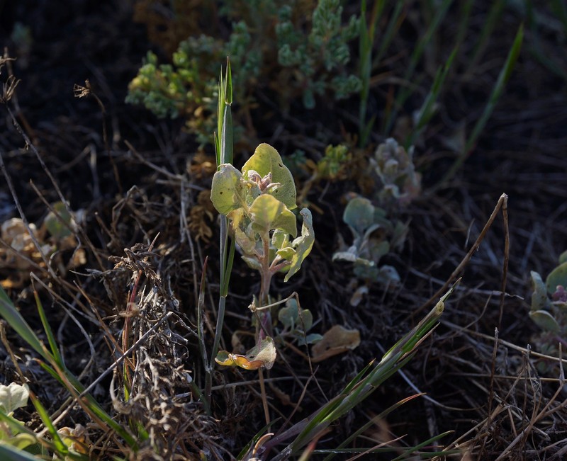 Atriplex argentea var. expansa photo 3