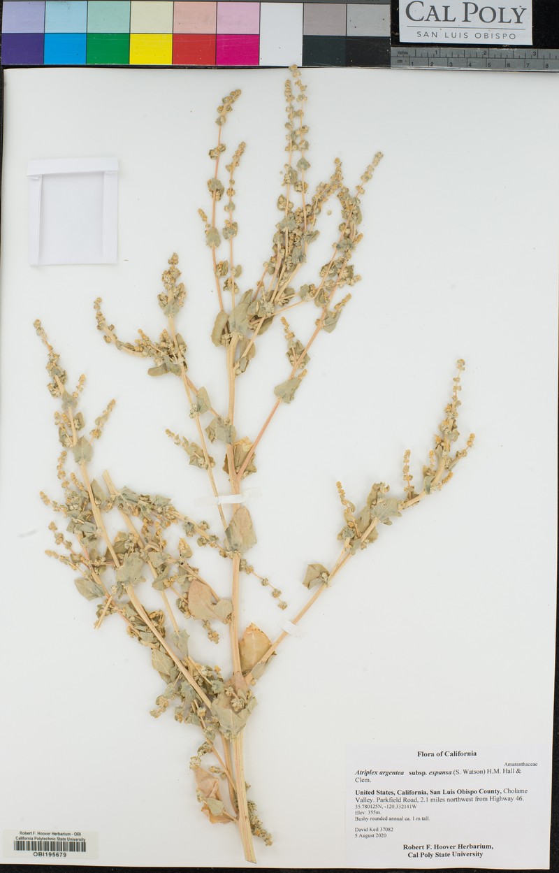 Atriplex argentea var. expansa photo 4