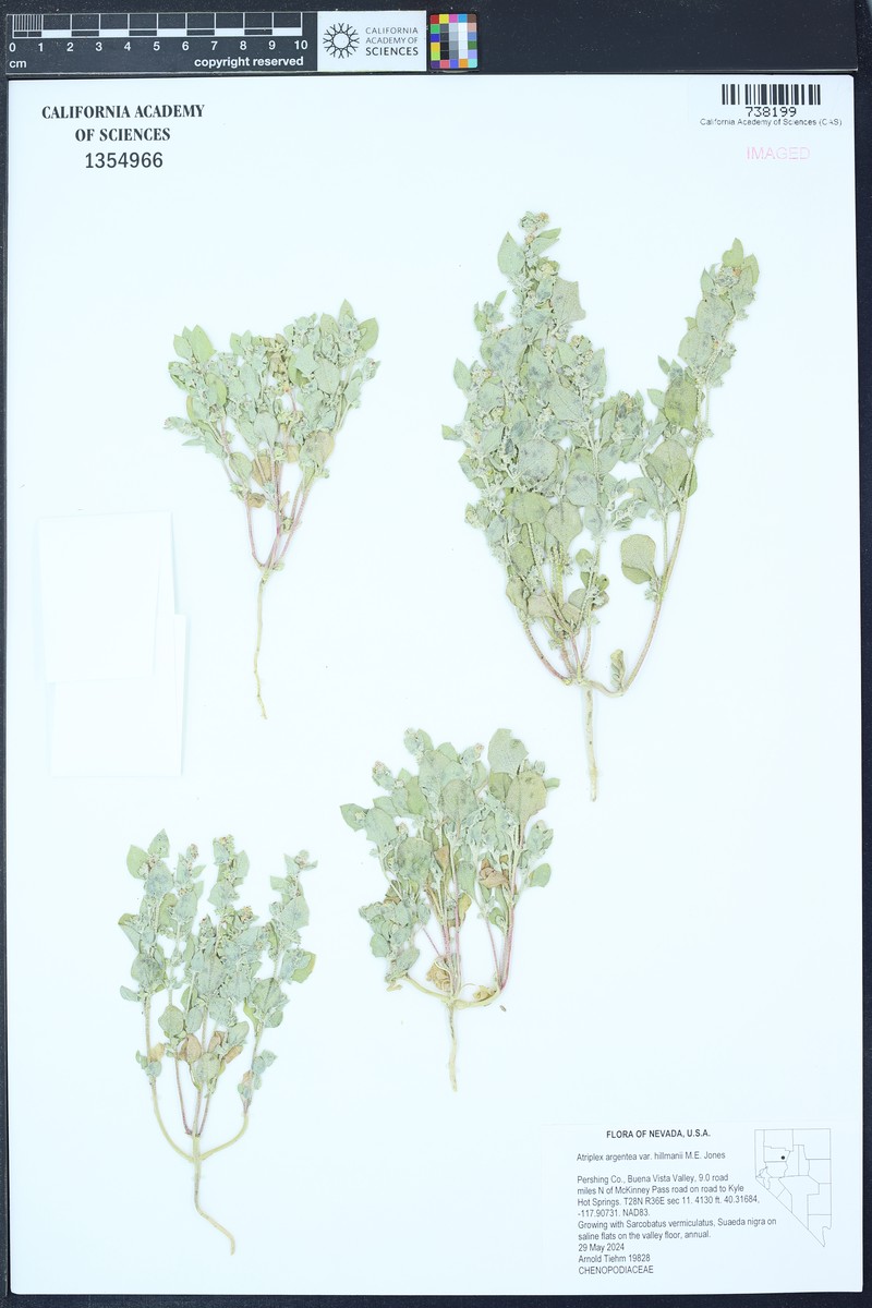 Hillman's Silverscale photo 3