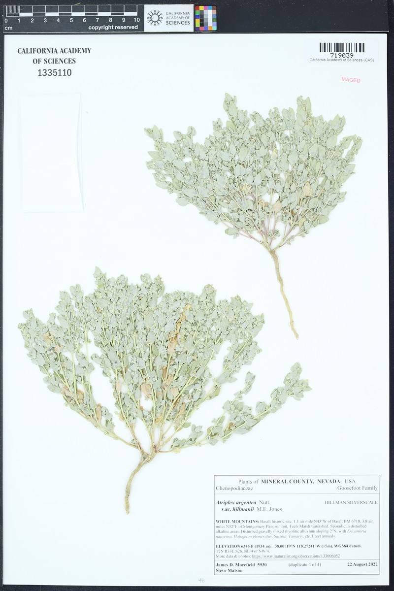Hillman's Silverscale photo 5