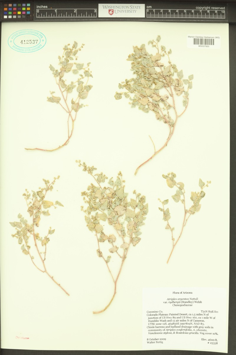 Thickfoot Saltbush