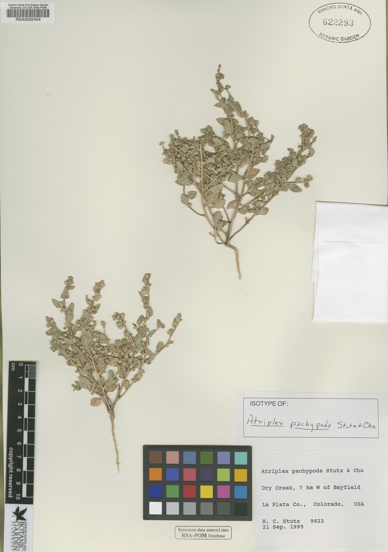 Thickfoot Saltbush photo 2