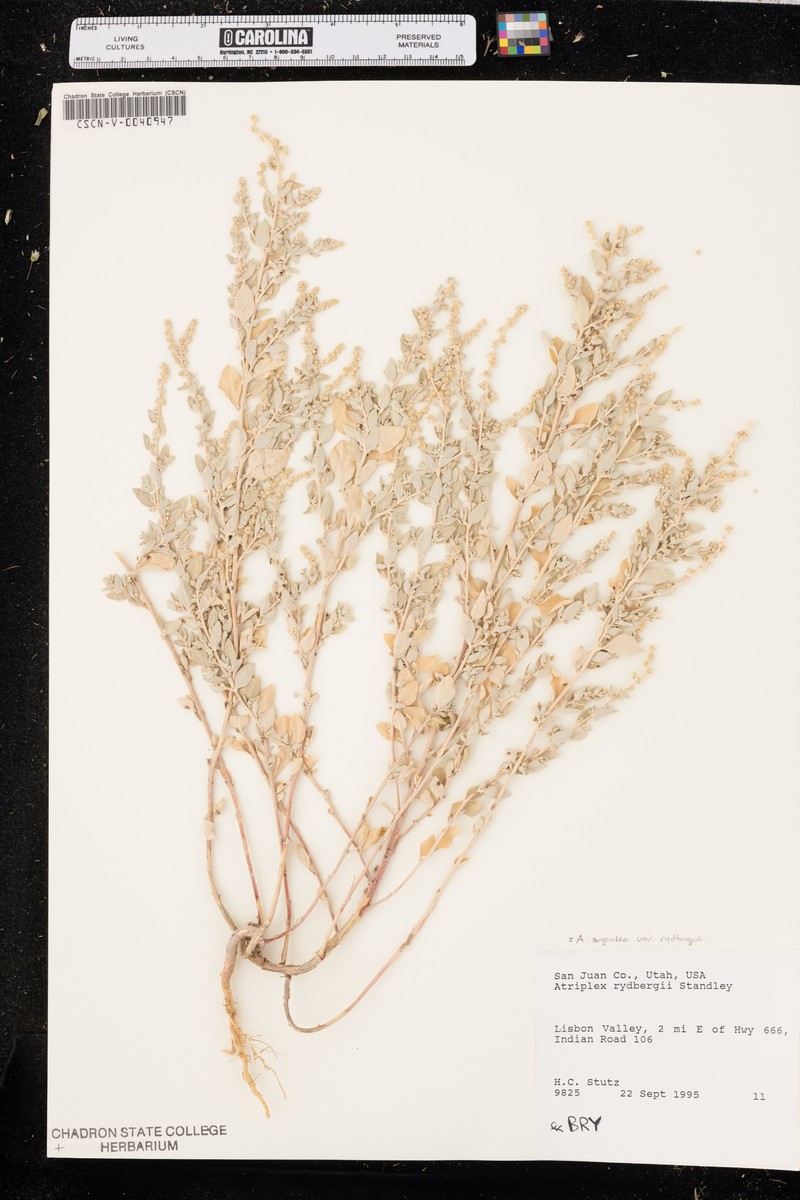 Thickfoot Saltbush photo 3