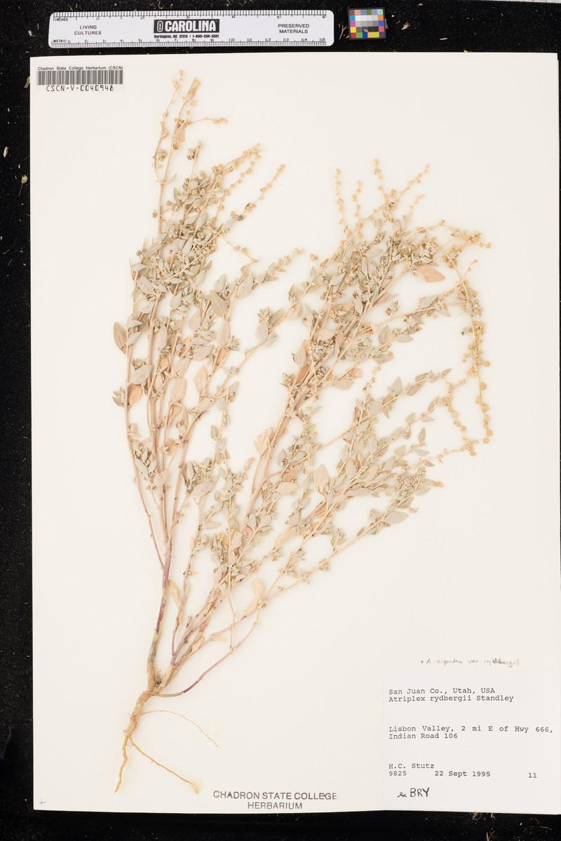 Thickfoot Saltbush photo 4