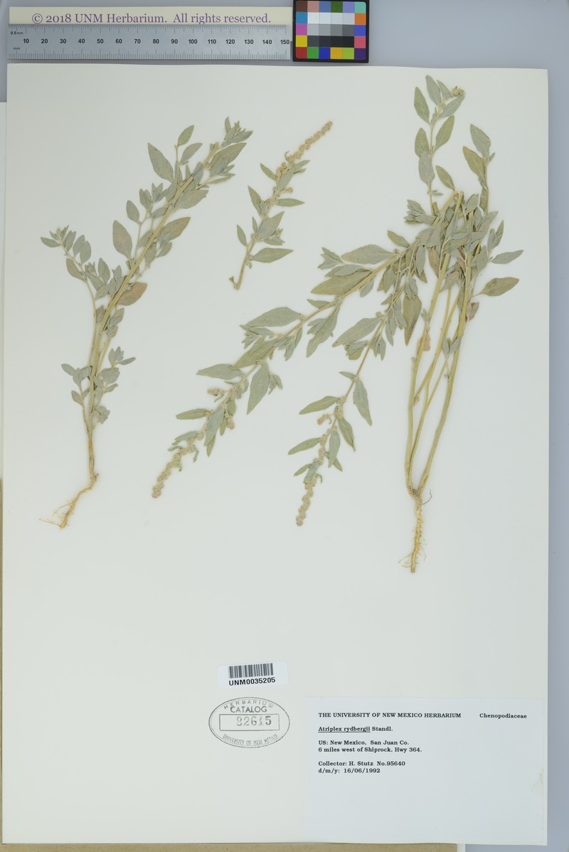 Thickfoot Saltbush photo 5