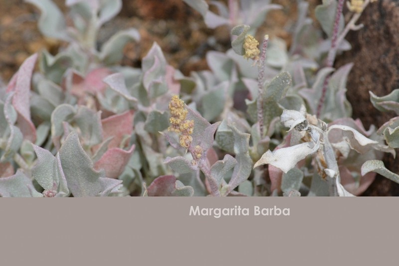 Atriple barclayana photo 3