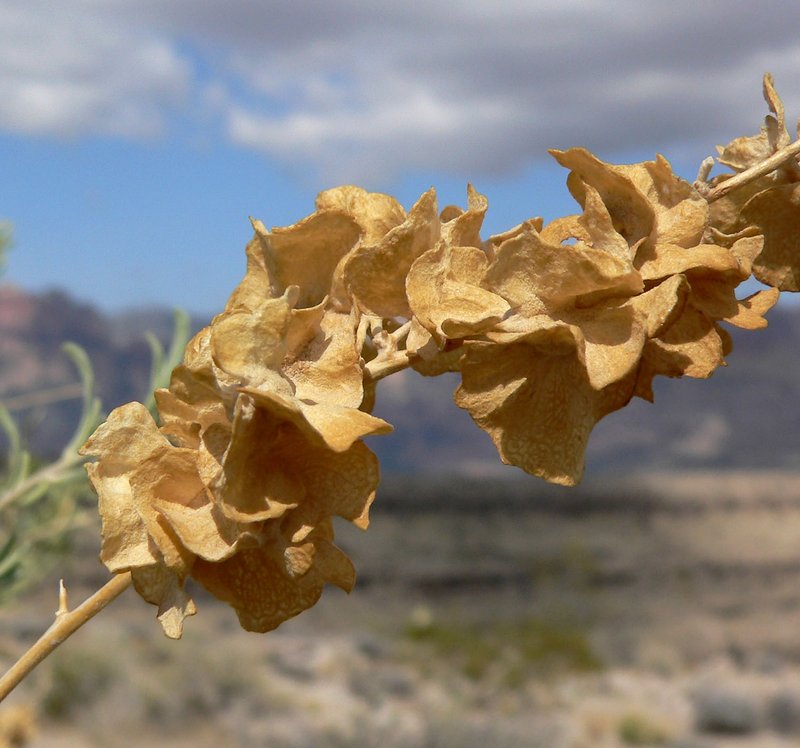 Fourwing Saltbush photo 3