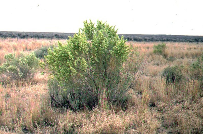 Fourwing Saltbush