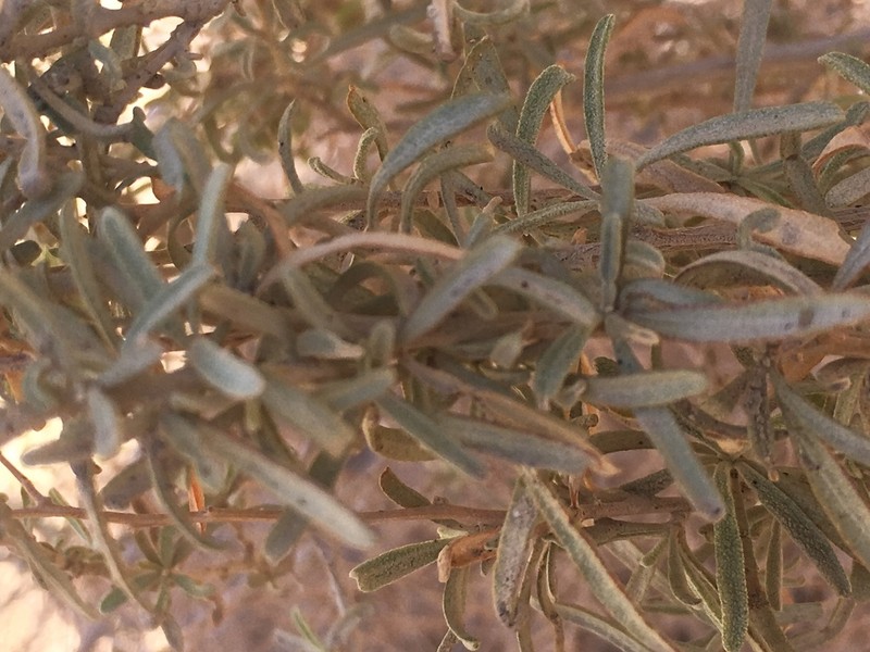 Fourwing Saltbush photo 4