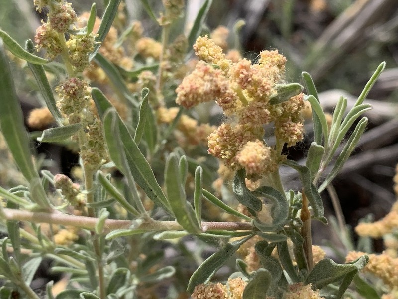 Fourwing Saltbush photo 6