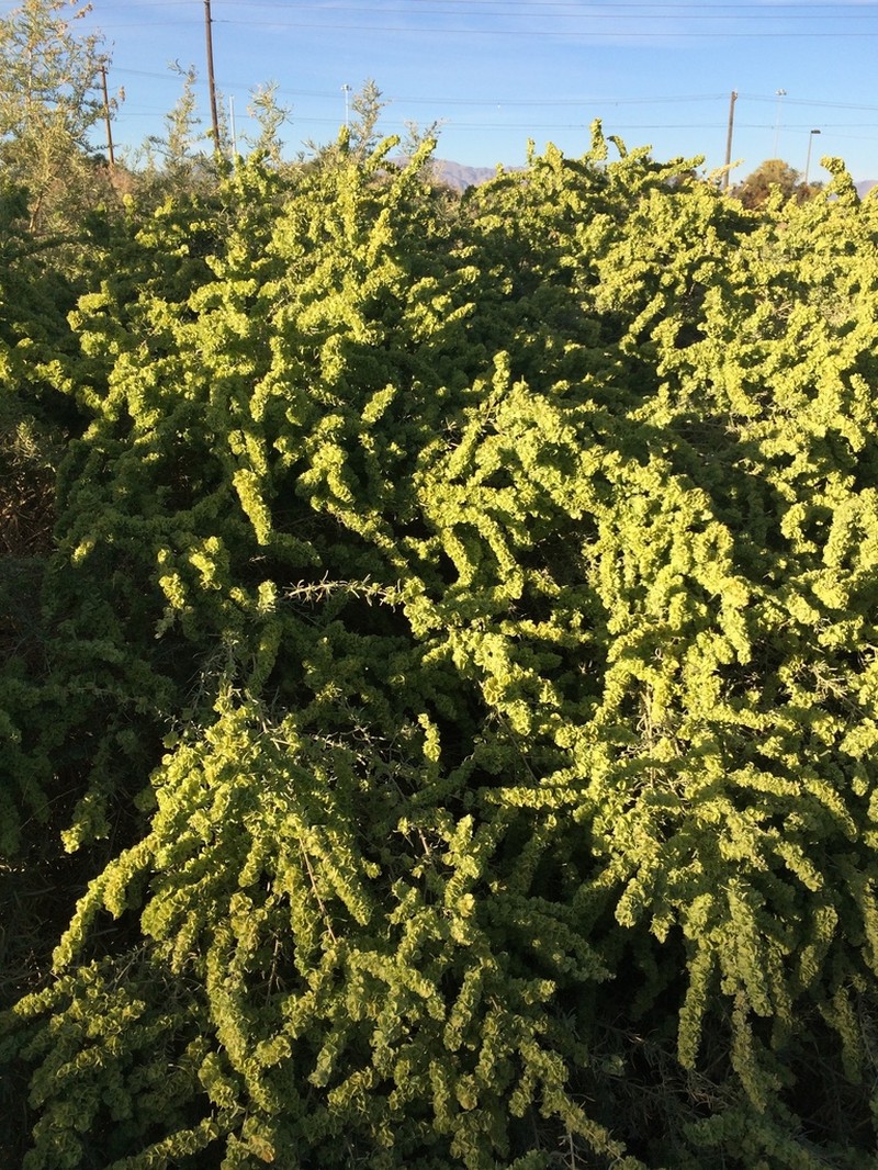 Fourwing Saltbush photo 7