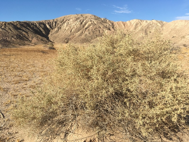 Fourwing Saltbush photo 8