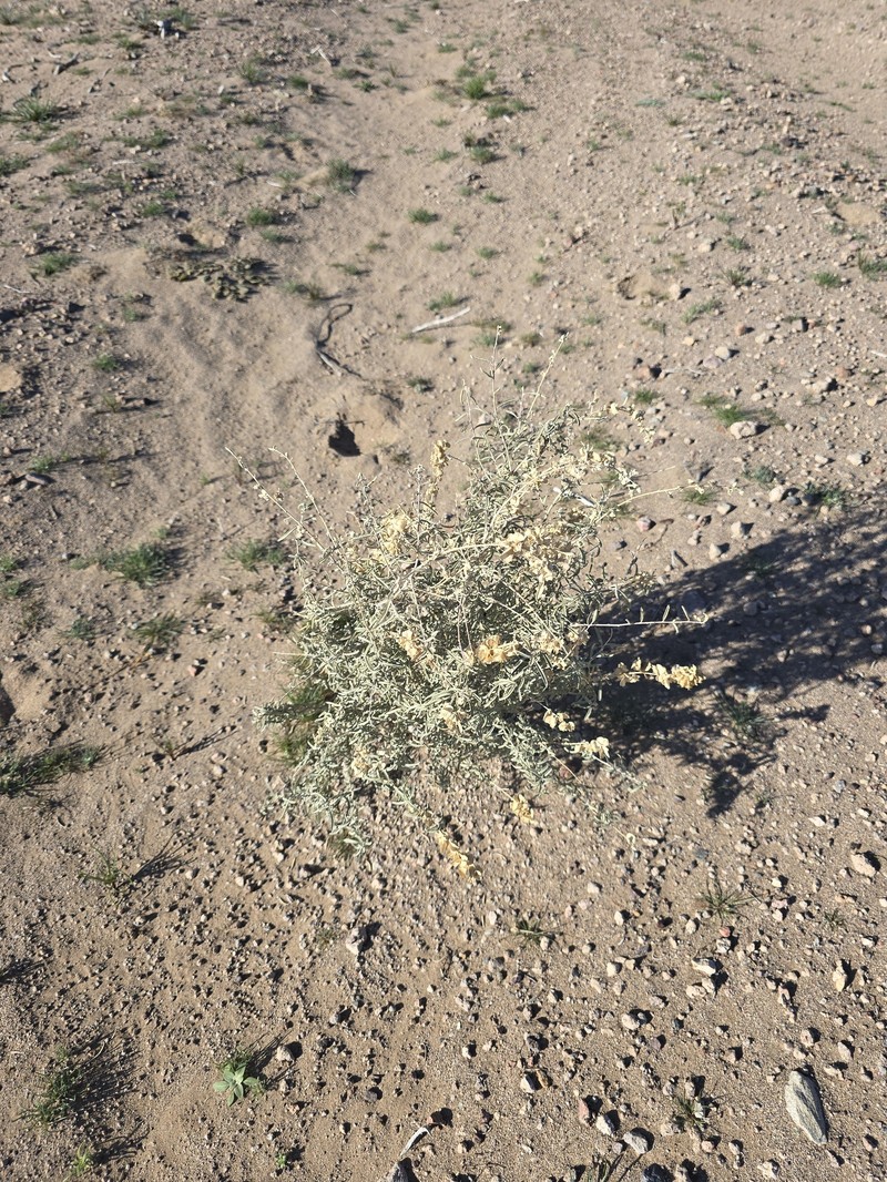 Nuttall's Saltbush