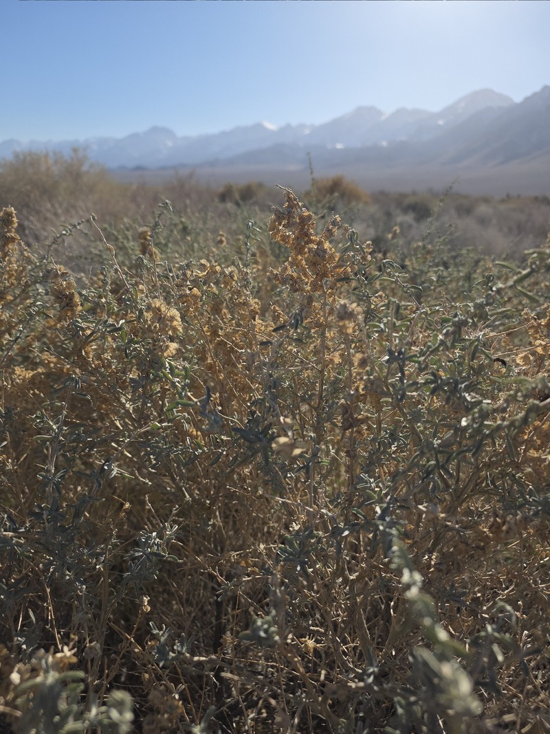 Nuttall's Saltbush photo 2