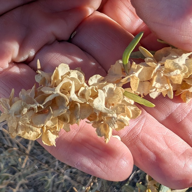 Nuttall's Saltbush photo 3