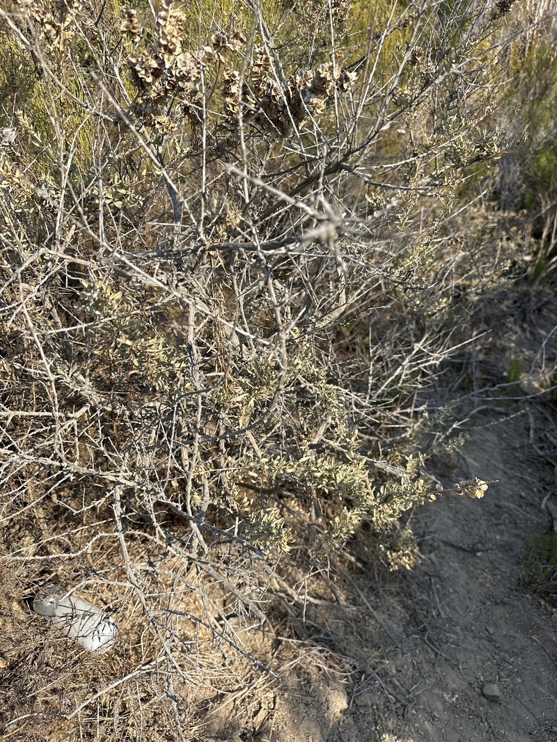 Nuttall's Saltbush photo 4