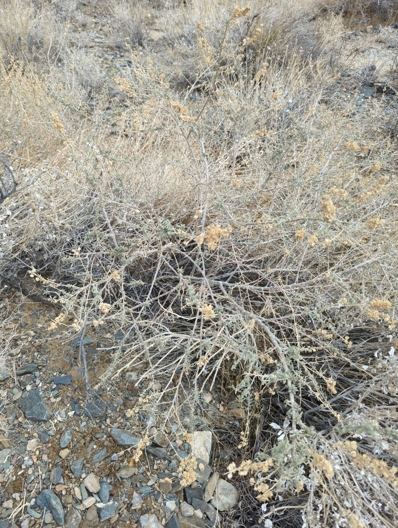Nuttall's Saltbush photo 5