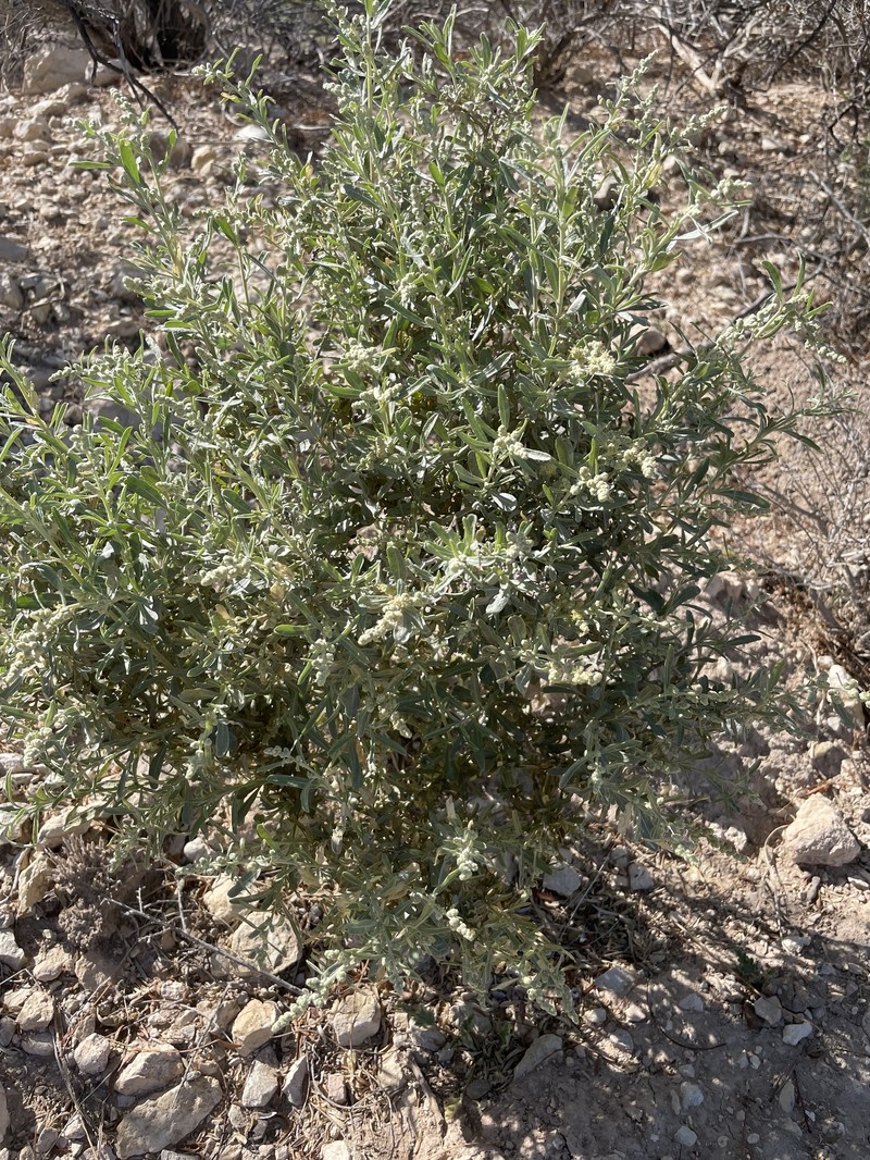 Nuttall's Saltbush photo 6