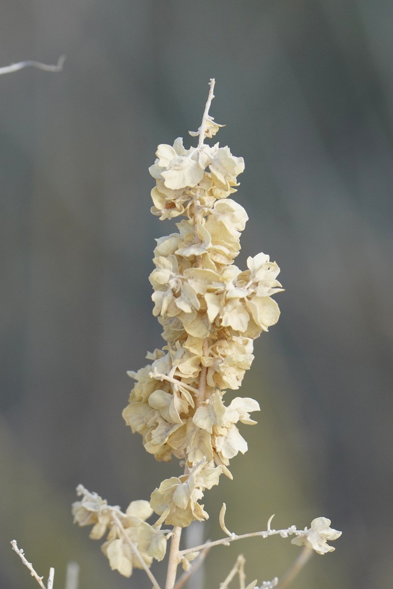 Nuttall's Saltbush photo 7