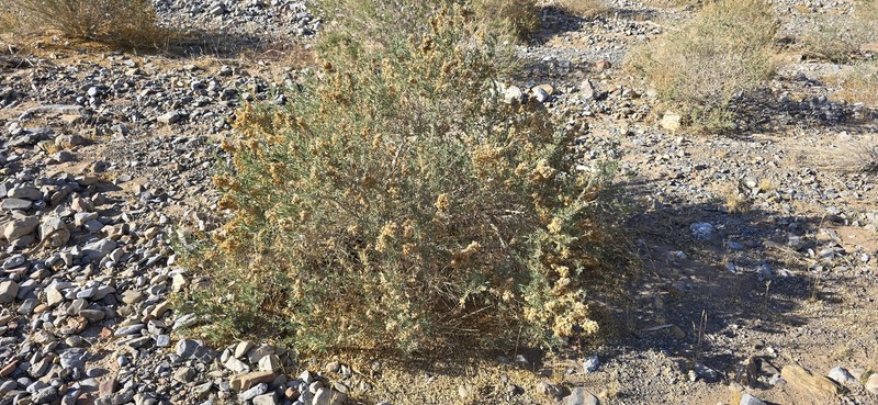 Nuttall's Saltbush photo 8