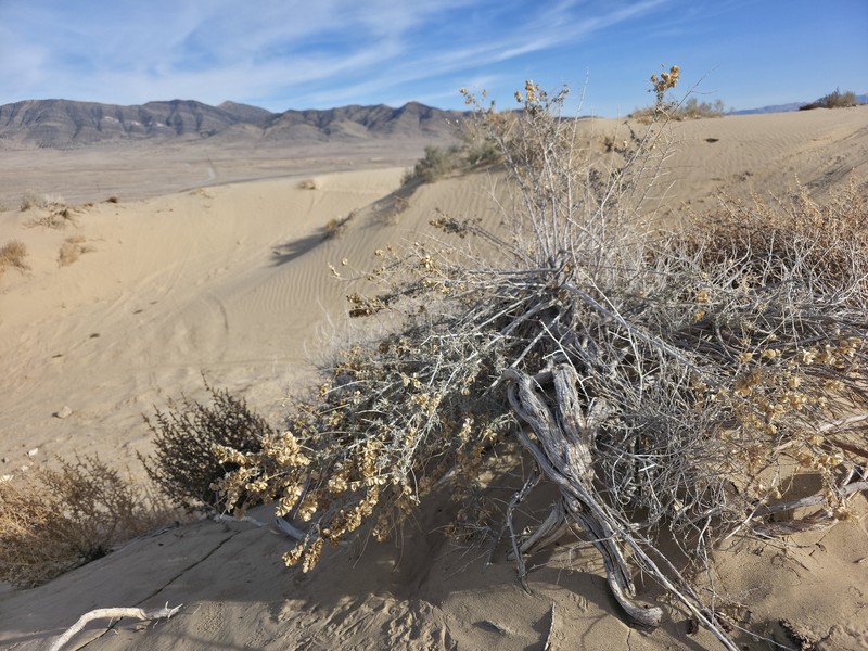 Atriplex canescens var. gigantea