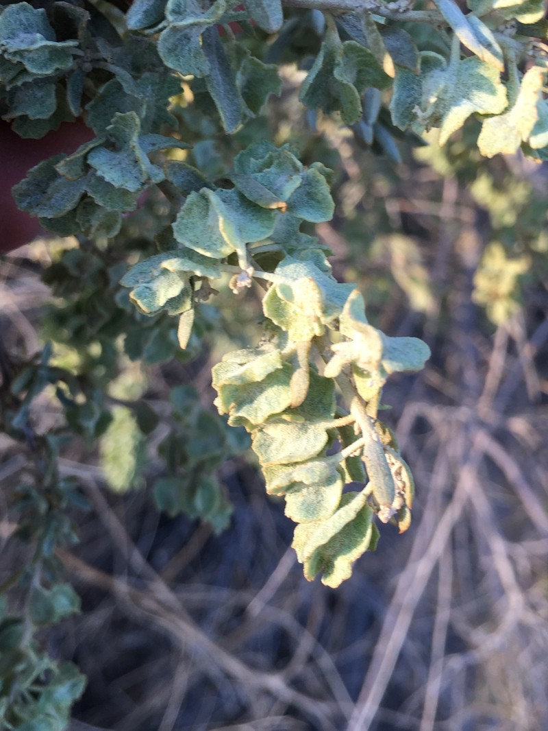 Atriplex canescens var. gigantea photo 2