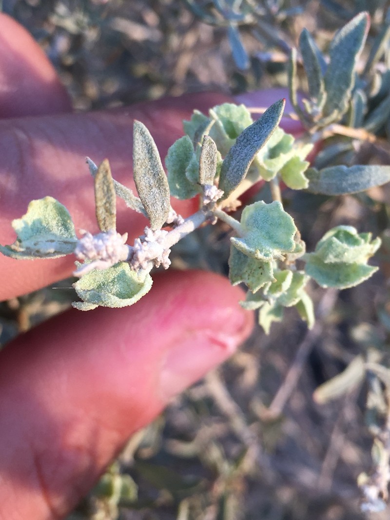 Atriplex canescens var. gigantea photo 3
